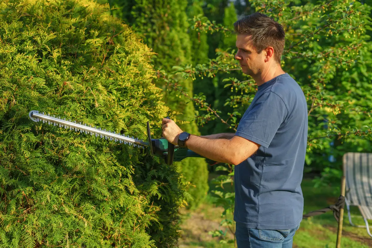 Landscaper shaping a tall hedge with a long-reach powered trimmer on a sunny day