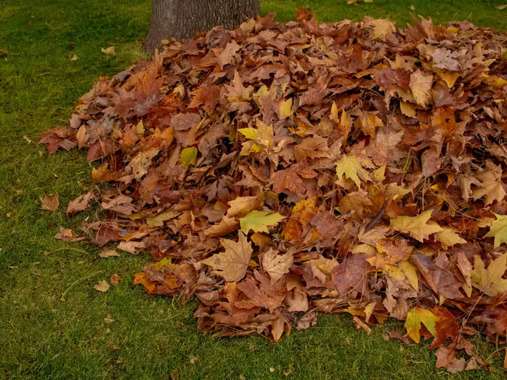 A raked pile of orange and brown maple leaves gathered on a green lawn during fall cleanup