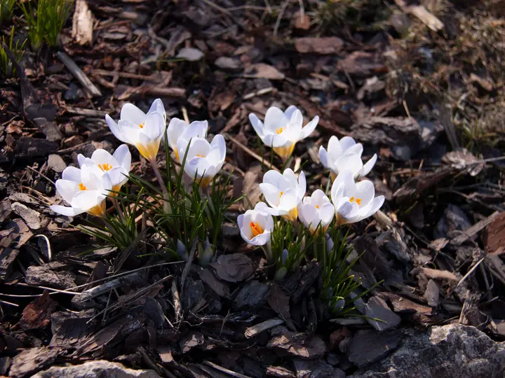 White crocuses opening through a bed of dark bark mulch in early spring