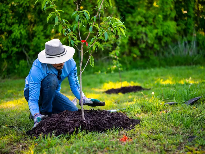 Gardener kneeling to set a young tree into a freshly mulched ring in a green lawn