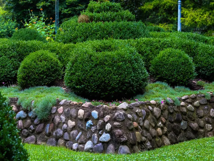 Fieldstone retaining wall holding a planted bed of rounded shrubs above a mown lawn