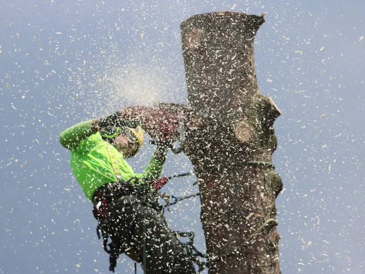 Tree climber roped into a large trunk high off the ground, cutting with a chainsaw as sawdust sprays out